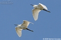 Kleine Zilverreiger-3-07-2008-Deliblatska_Pescara